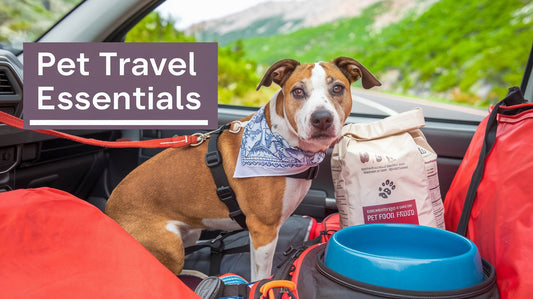 Pet Travel Essentials: What Every Pet Owner Needs to Know