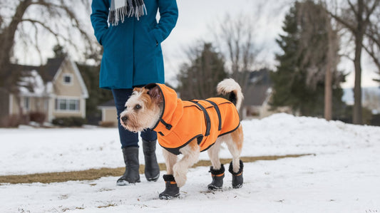 How to Choose the Best Pet Clothing for Winter in the USA