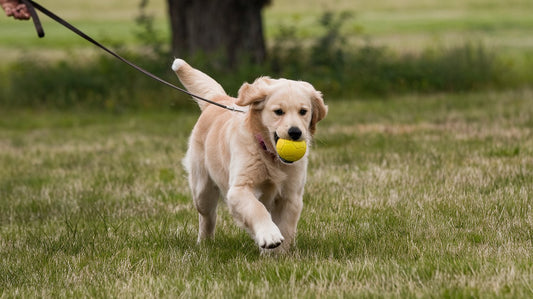 How Much Daily Exercise Does Your Golden Retriever Puppy Need?